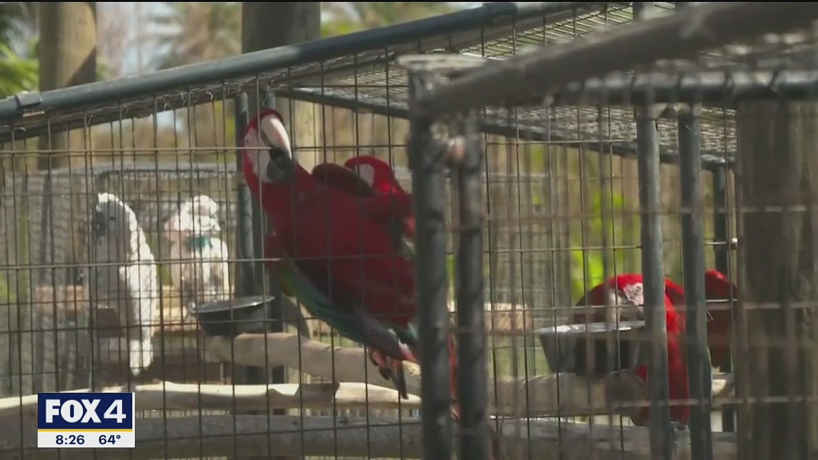 Hundreds of stranded pets, rare parrots rescued after Hurricane Ian